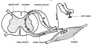 Illustration for article titled This Is Why You Scratch an Itch